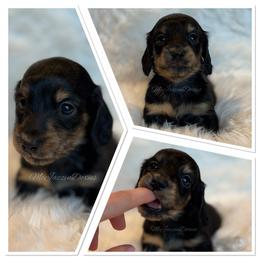 Almond - Brindle male Dachshund puppy in Chehalis, Washington from McJazzin Doxies