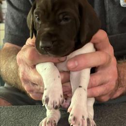 Quint - Liver and white male German Shorthaired Pointer puppy in Topeka, Kansas from Autumn Prairie Kennel