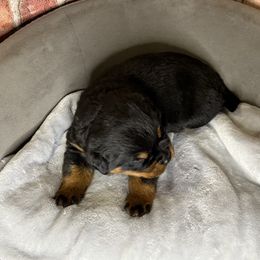 Brown girl - Black and mahogany female Rottweiler puppy in Auburn, California from Vom Haus Flores