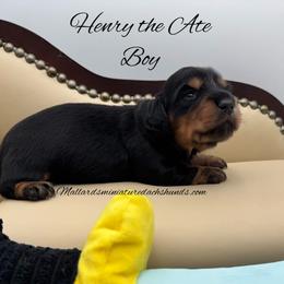 Henry the Ate - Black and tan male Dachshund puppy in Montevallo, Alabama from Mallard's Miniature Dachshunds