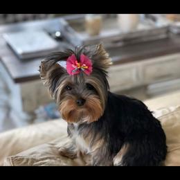 Elsa - Yorkshire Terrier