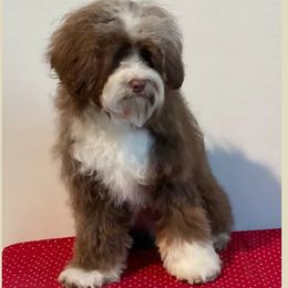 Jake - Australian Labradoodle