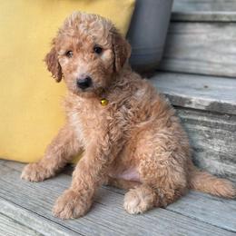 Yellow - Apricot male Goldendoodle puppy in Seguin, Texas from Dude Ranch Doodles