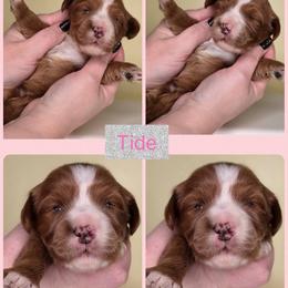 Tide - Red  female Goldendoodle puppy in Decatur, Tennessee from Diamond's Doodles