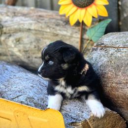 Australian Shepherd Puppies from Steady Aim Aussies