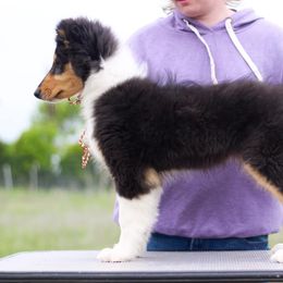 Collie Puppies from Arabella Collies