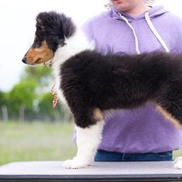 Collie Puppies from Arabella Collies
