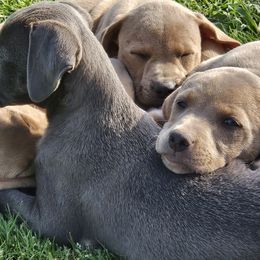 Blue Lacy Puppies from Red River Blue Lacys