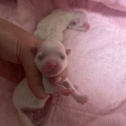 Girl 2 - White female Maltese puppy in Wilson, New York from Maltese By Valerie