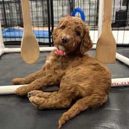 Ariel - Red  female Goldendoodle puppy in Chino Valley, Arizona from Whiskey Row Royals