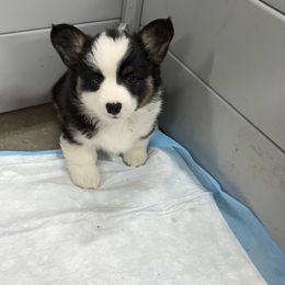 Oreo - White and black female Pembroke Welsh Corgi puppy in Atascadero, California from California Corgis and Kunes