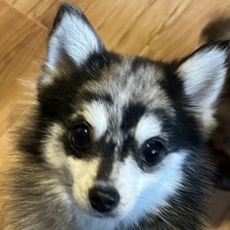 Meeka - Pomsky