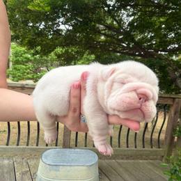 Ghost - White male Bulldog puppy in Aiken, South Carolina from Hayzlett Family English Bulldogs
