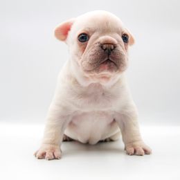 Honey - Cream female French Bulldog puppy in Star City, Arkansas from T4 Farms