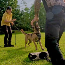 RIOT - Belgian Malinois