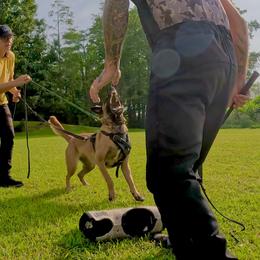 RIOT - Belgian Malinois