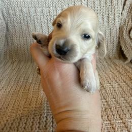 Boy 2 - Cream male Dachshund puppy in Walla Walla Valley, Oregon from English Cream Dachshunds