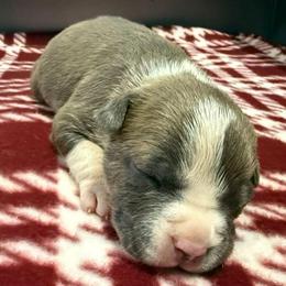Clint - Blue brindle male American Staffordshire Terrier puppy in Clintwood, Virginia from SkyBlue Kennel