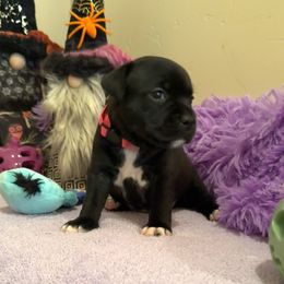 Pink Girl - Brindle and white female Staffordshire Bull Terrier puppy in Phoenix, Arizona from Volstock Staffordshire Bull Terriers