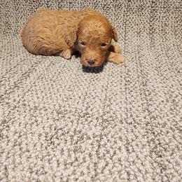 Toby - Apricot male Poodle puppy in Plano, Texas from Dogs lovers