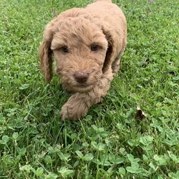 Goldendoodle Puppies from Aimee Schamback