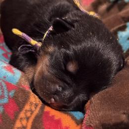 PURPLE YELLOW GIRL - Black and rust female Rottweiler puppy in Rossville, Kansas from Cross Creek Rottweilers