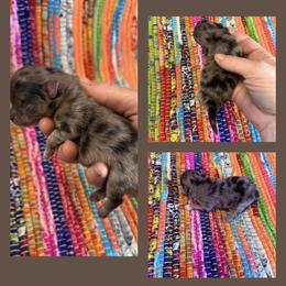 Blue Merle - Blue merle female Pomeranian puppy in Harrah, Oklahoma from Sunshines Pomeranians & Cavapoos