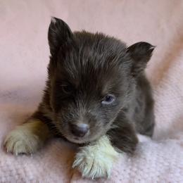 Prancer - Red and white male Siberian Husky puppy in Mechanicsville, Virginia from Shinko Siberians