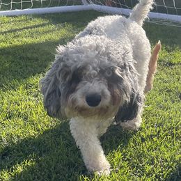Sasha - Merle female Cavapoo puppy in Albuquerque, New Mexico from Enchantment Cavapoo & Pugapoo Puppies