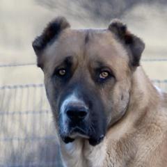 Armenian Gamprs from Diamond Ranch Farmstead