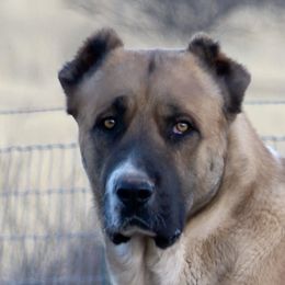 Armenian Gamprs from Diamond Ranch Farmstead