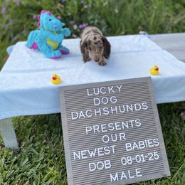 Cash - Chocolate and tan male Dachshund puppy in Bryceville, Florida from Lucky Dog Dachshunds