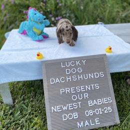 Cash - Chocolate and tan male Dachshund puppy in Bryceville, Florida from Lucky Dog Dachshunds