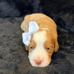 Snowbell - Red female Australian Labradoodle puppy in Summerfield, North Carolina from Four Oaks Labradoodles