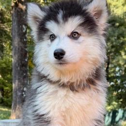 Hiro - Black and white male Siberian Husky puppy in Woodlawn, Virginia from Delta Huskies