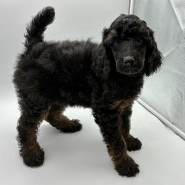 BELLA - Black Phantom - Phantom female Poodle puppy in Charlo, Montana from Heavenly Hilltop Farm
