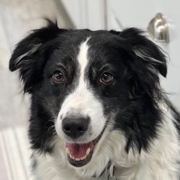 April - Australian Shepherd