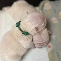 Townes - Cream male French Bulldog puppy in Dubois, Idaho from White Hippo Frenchies