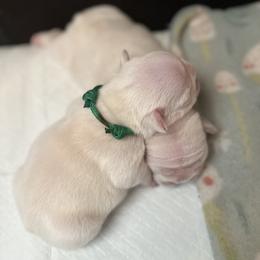 Townes - Cream male French Bulldog puppy in Dubois, Idaho from White Hippo Frenchies