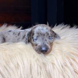 Nyxara - Dapple female Dachshund puppy in Washburn, Tennessee from Clinch Mountain Dachshunds
