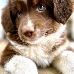 Miniature Australian Shepherd Puppies from Kizmit Farmz