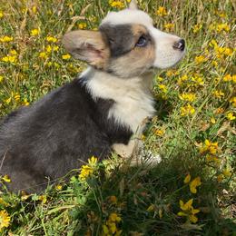 Marlin - Black and tan male Pembroke Welsh Corgi puppy in Aberdeen, Washington from Coastal country Farms
