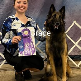 GRACE - Belgian Tervuren