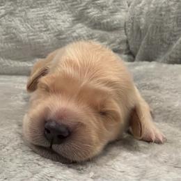 Maleficent- Yellow Collar - Golden female Golden Retriever puppy in Monterey, Tennessee from Lawson’s Green Acres Goldens and Mini Dachshunds