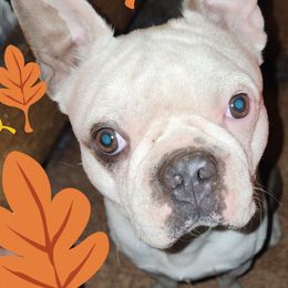 Kilo - Boston Terrier