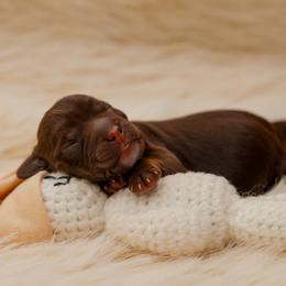 Peach - Tri-color female Australian Labradoodle puppy in Redding, California from Shasta Royal Monroe Puppies