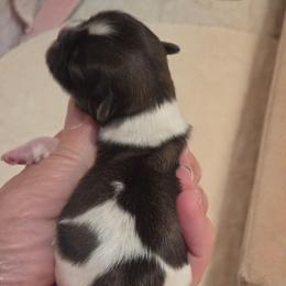 Boy  tri - Brindle male Shih Tzu puppy in Missouri from Farm Animal Mommy Shih tzu's Michalek Dog Breeder