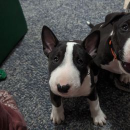 Bull Terrier Puppies from Bulls On Parade