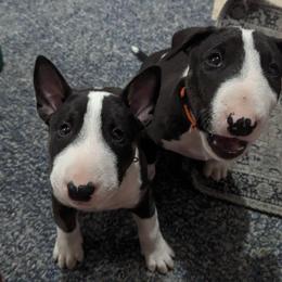 Bull Terrier Puppies from Bulls On Parade