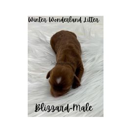 Australian Labradoodle Puppies from Jellybelly Australian Labradoodles
